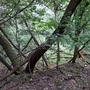 Nightingale Wood
