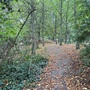 Crystal Palace Park - The Glades Woodland