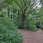 Crystal Palace Park - The Glades Woodland