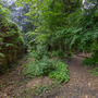 Chiswick House - Woodland