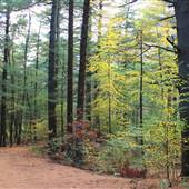 Cathedral Pines Park