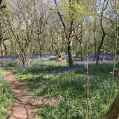 Oxfordshire Woods