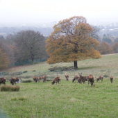 Bedfords Park