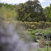 Fulham Palace - Walled Garden