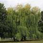 Norwood Park