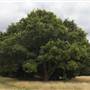 Streatham Common