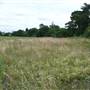 Coldblow Field