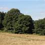 Littleheath Woods