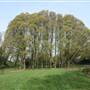 Brenchley Gardens