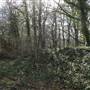 Dulwich Wood