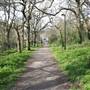 Sydenham Hill Wood