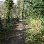 Sydenham Hill Wood