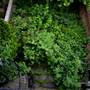 Lime Grove (hostel)