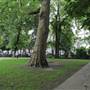 Redcliffe Square Gardens