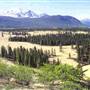 Carcross Desert
