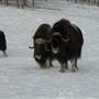 Yukon Wildlife Preserve