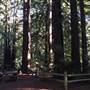 Samuel P. Taylor State Park