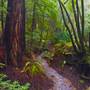 Vintage 1920's Home on 5 Forested Acres