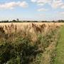 Tottenham Marshes