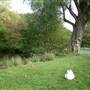 Totteridge Ponds