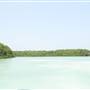 Zufaf Island- Mangrover جزيرة زفاف – غابة المانجرف