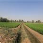 Peddy Crops & Palm Garden مزارع الرز والنخيل