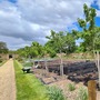 Kitchen Garden (Chiswick House & Gardens)