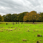 Bedfords Park