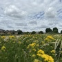 Leyton Marsh
