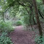 Nightingale Wood