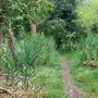 Nightingale Wood