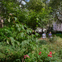 Red Lion Square Gardens