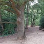 Crystal Palace Park - The Glades Woodland