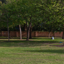 Holland Park - Main Lawn