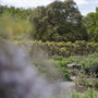 Fulham Palace - Walled Garden
