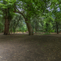 Chiswick House - Woodland
