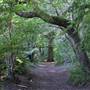 Croham Hurst