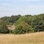 Littleheath Woods