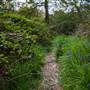 Long Lane Wood