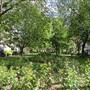 Queen Square