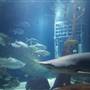 Long Island Aquarium