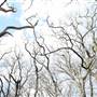 Dulwich Wood