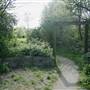 Russia Dock Woodland