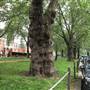 Brook Green