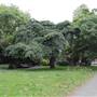 Embankment Gardens Chelsea