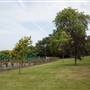 Holland Park - Tennis Court 2 / Netball