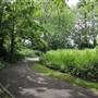 Bishops Park - Moat Garden