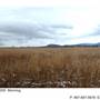 Haines Junction Field