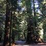 Samuel P. Taylor State Park