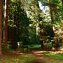 Vintage 1920's Home on 5 Forested Acres
